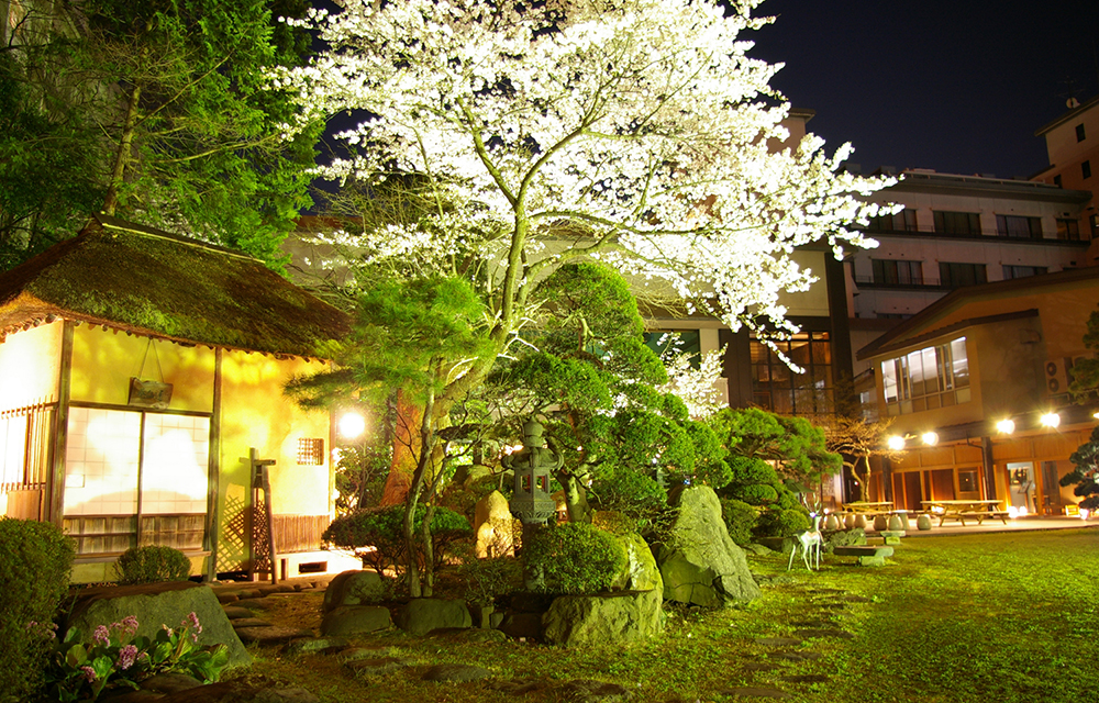 櫻花映景的日式庭園
